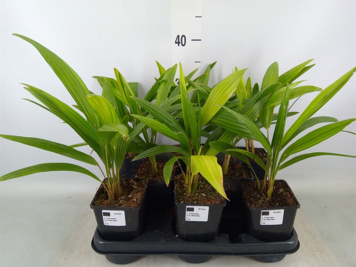 <h4>Trachycarpus fortunei</h4>