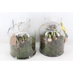 arr4 Bollenmix MB - Glas venice 285/5