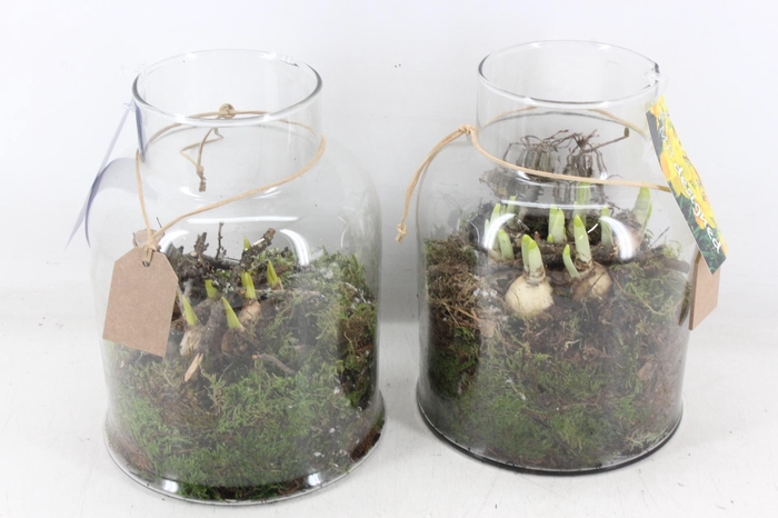 <h4>arr4 Bollenmix MB - Glas venice 285/5</h4>