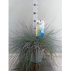 Festuca glauca 'Intens Blue'