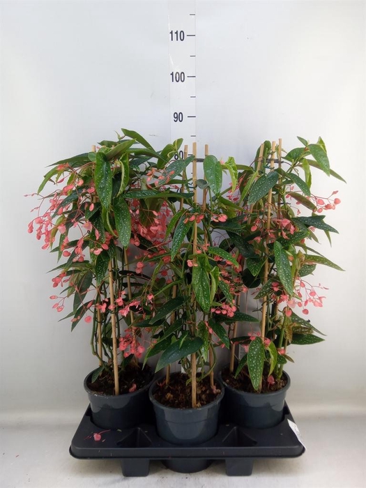 <h4>Begonia   ...</h4>