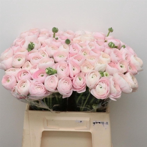 Ran Su Sr Hanoi Extra