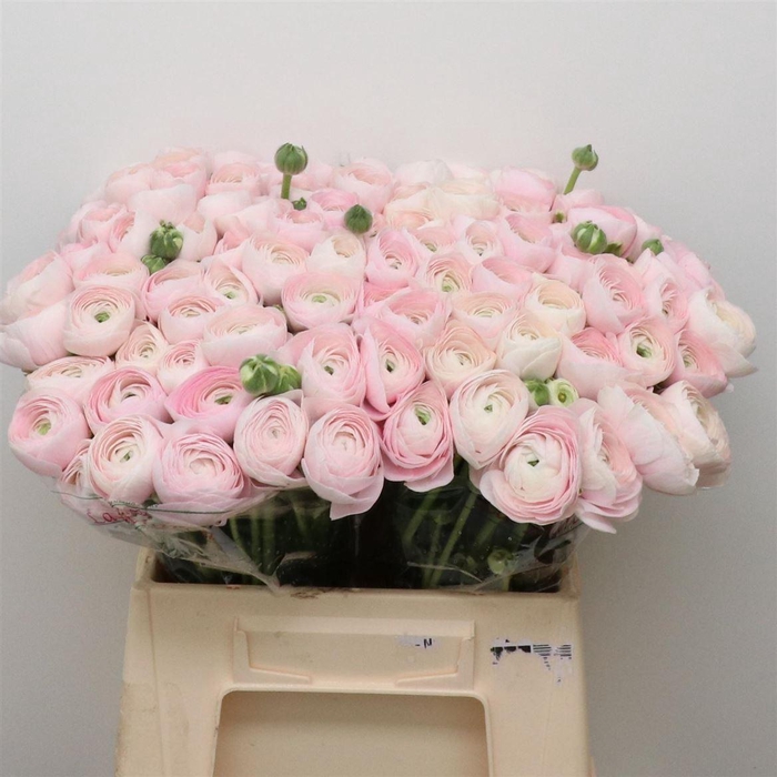 <h4>Ran Su Sr Hanoi Extra</h4>