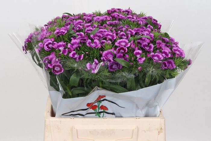 <h4>DI BA ALDO VIOLA FANTASIA</h4>