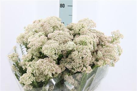 <h4>Ozothamnus Wit</h4>