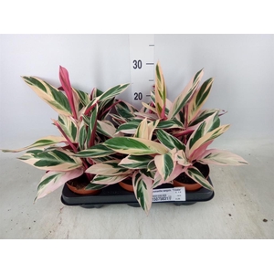 Stromanthe sanguin. 'Triostar'