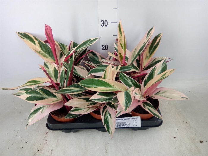 <h4>Stromanthe sanguin. 'Triostar'</h4>