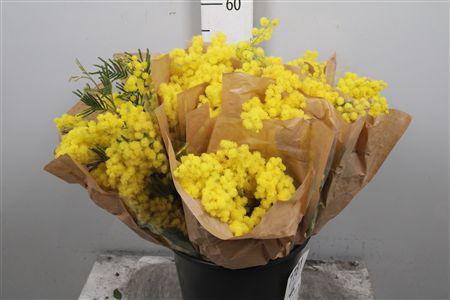 <h4>Acacia Mirandol Per Bunch 200 Gram</h4>