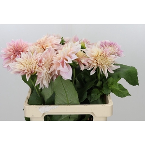Dahlia Café au Lait