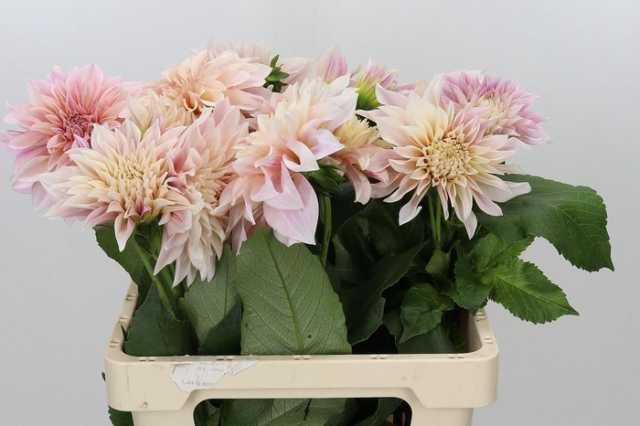 <h4>Dahlia Café au Lait</h4>