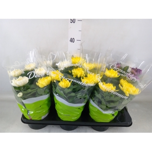 Chrysanthemum  'Cosmo'  ..mix