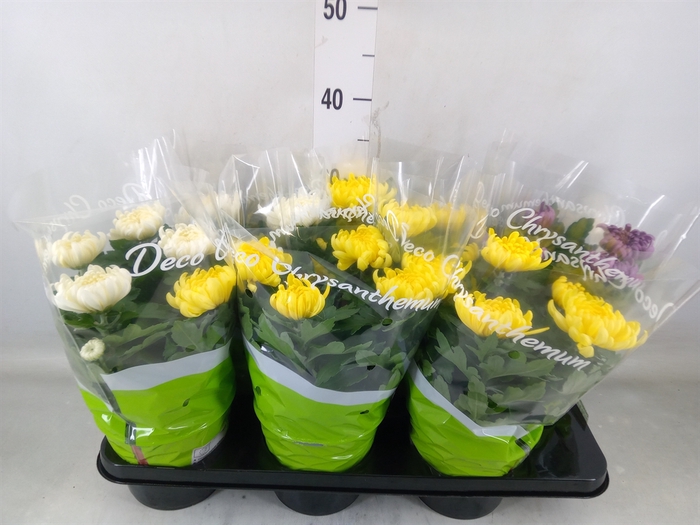 <h4>Chrysanthemum  'Cosmo'  ..mix</h4>