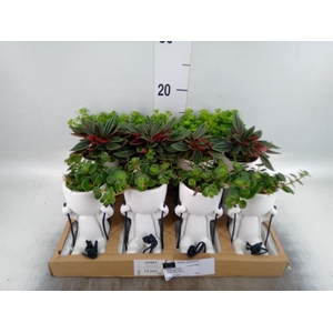 Arr.   Kamerplant Groen L%