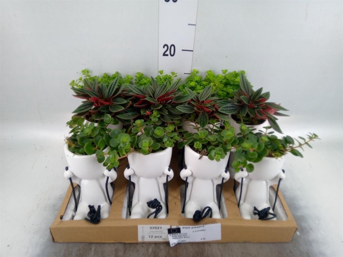 <h4>Arr.   Kamerplant Groen L%</h4>