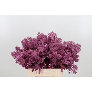 Skimmia Kl Bh Metal Roze