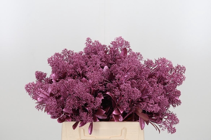 <h4>Skimmia Kl Bh Metal Roze</h4>