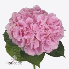 Hydrangea royal benefit