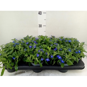 Lobelia erin. 'SweetSpring Blue'