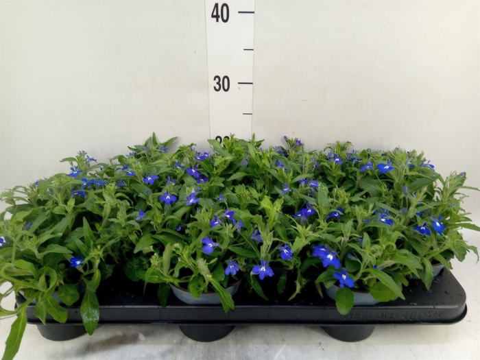 <h4>Lobelia erin. 'SweetSpring Blue'</h4>