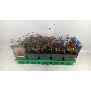 Astilbe simplicif. 'Inshriach'