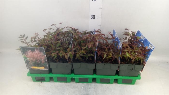 <h4>Astilbe simplicif. 'Inshriach'</h4>