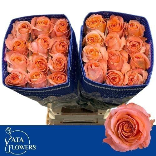 <h4>R GR CORAL REEF</h4>