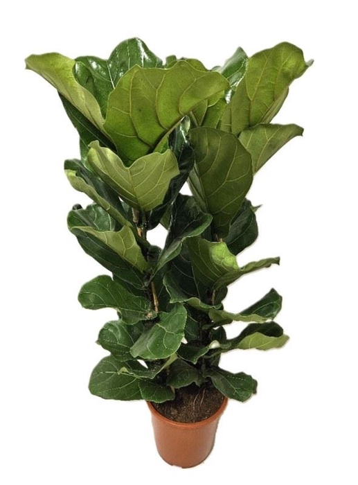 <h4>Ficus lyrata</h4>