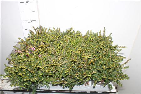 <h4>Eric Car Lena</h4>