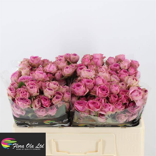 <h4>R Tr Pink Bijoux Flora Ola</h4>