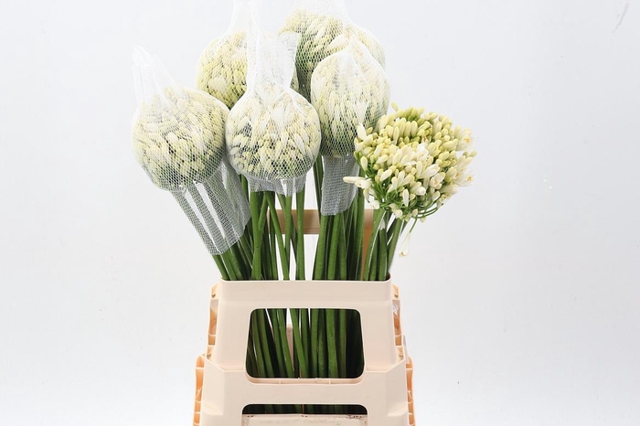 <h4>Agap Gletsjer</h4>