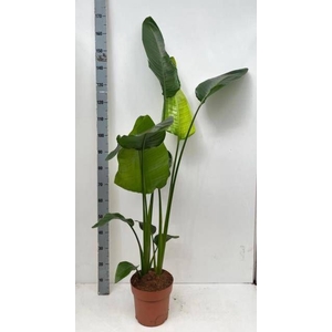 STRELITZIA NICOLAI