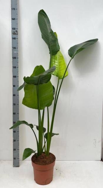 <h4>STRELITZIA NICOLAI</h4>