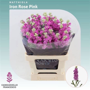MATTH IRON ROSE PINK