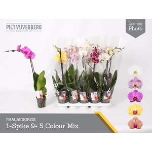 PHAL GEM 5 KL
