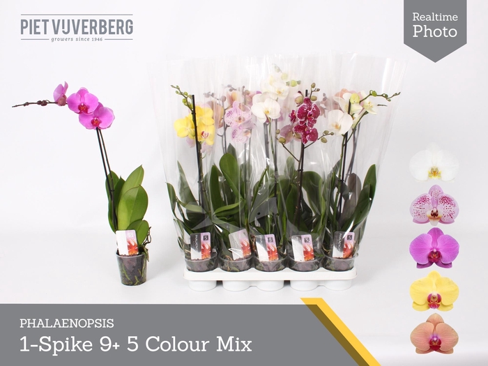 <h4>PHAL GEM 5 KL</h4>