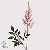 Astilbe erica