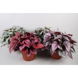 Begonia Beleaf gemengd