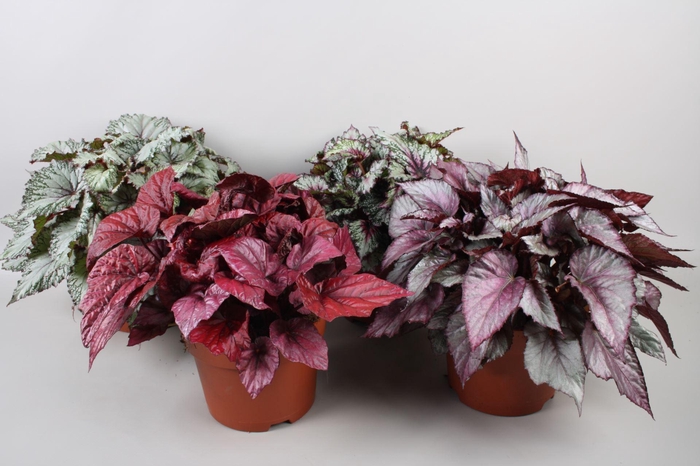<h4>Begonia blad Beleaf gemengd</h4>