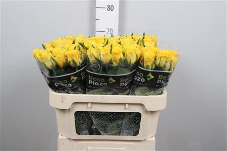 <h4>R Gr Moonwalk</h4>