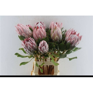 PROTEA CYNAROIDES