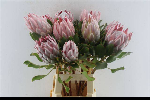 <h4>PROTEA CYNAROIDES</h4>