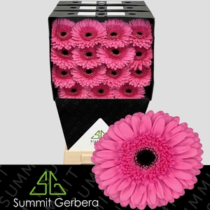 Gerbera Peppa Diamond