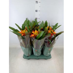 Guzmania  'Fiero Yellow'