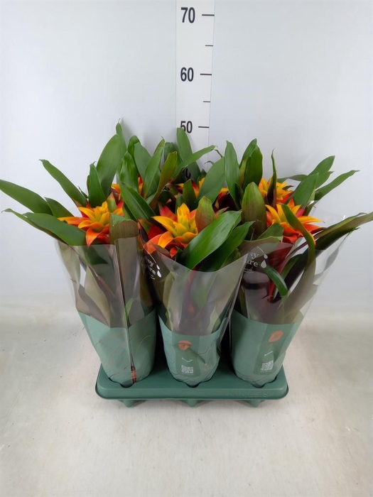 <h4>Guzmania  'Fiero Yellow'</h4>