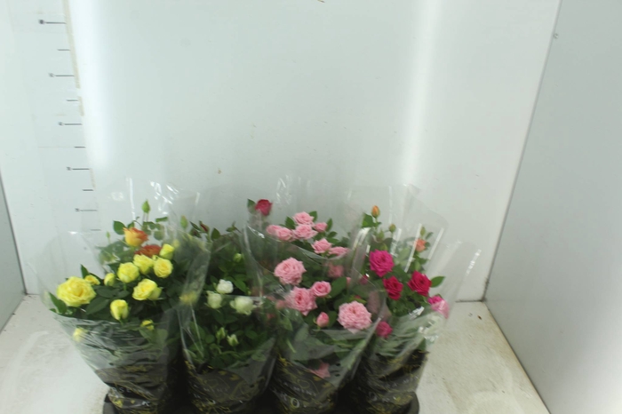 <h4>ROSEIRA MINI P13</h4>