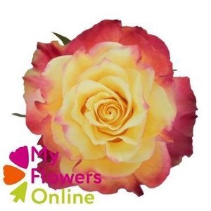 R Gr Newsflash Bicolor 50cm EC