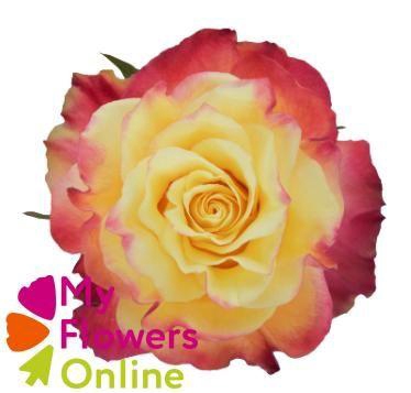 <h4>R Gr Newsflash Bicolor 50cm EC</h4>