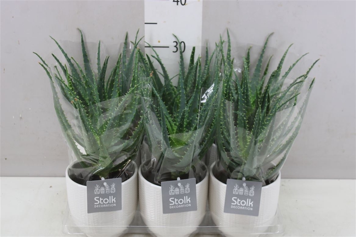 <h4>Aloe Arborescens Liv Keramiek</h4>