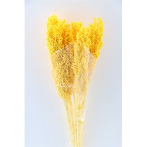 Dried Sorghum 6pc Yellow Bunch