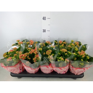 Kalanchoe blos. 'RosDon Amador'